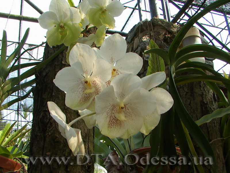 Thailand, Pattaya, Nong Nuch Thailand, Pattaya, Nong Nuch